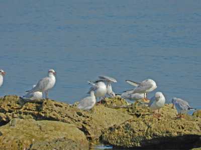 Gabbiani comuni e Gabbiani corallini